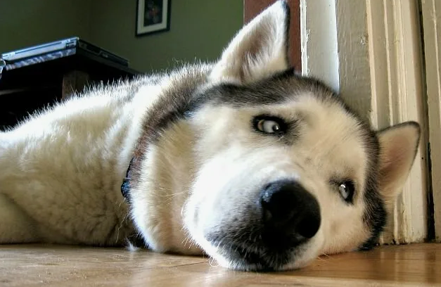 Фото с сайта pinterest.com