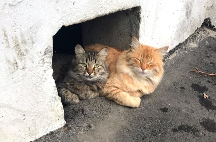 Фото из сети Интернет