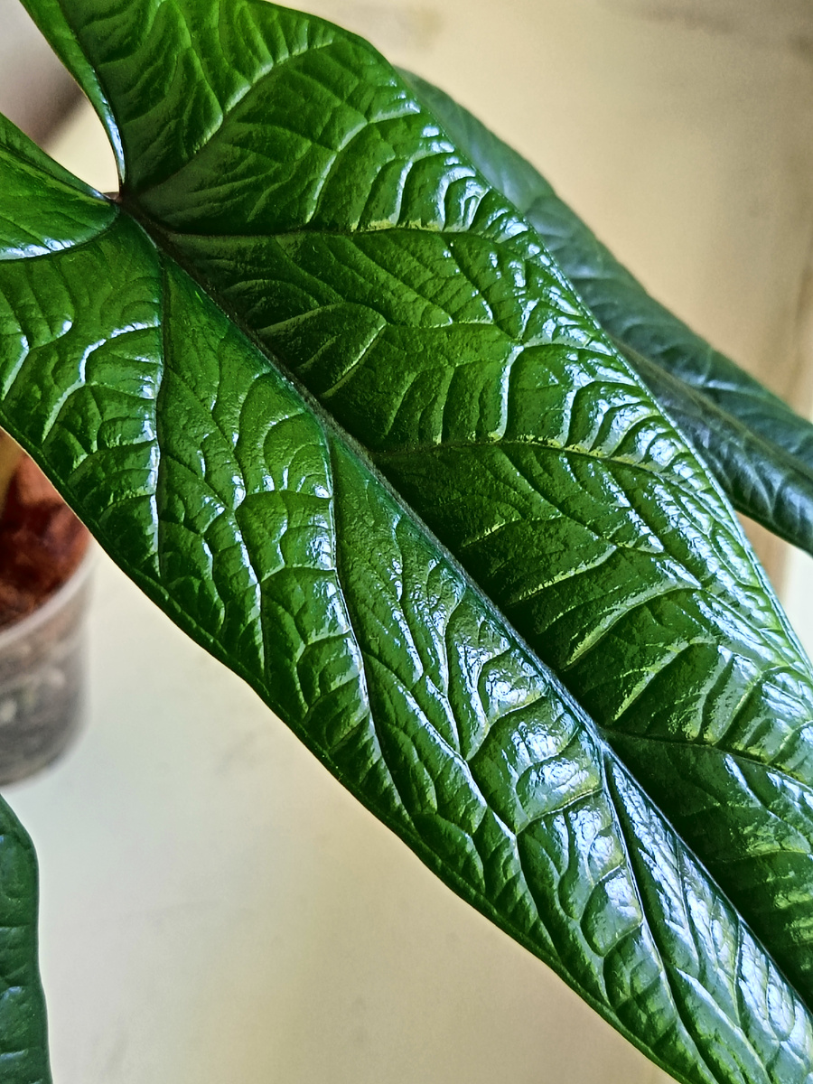 Алоказия Scalprum 