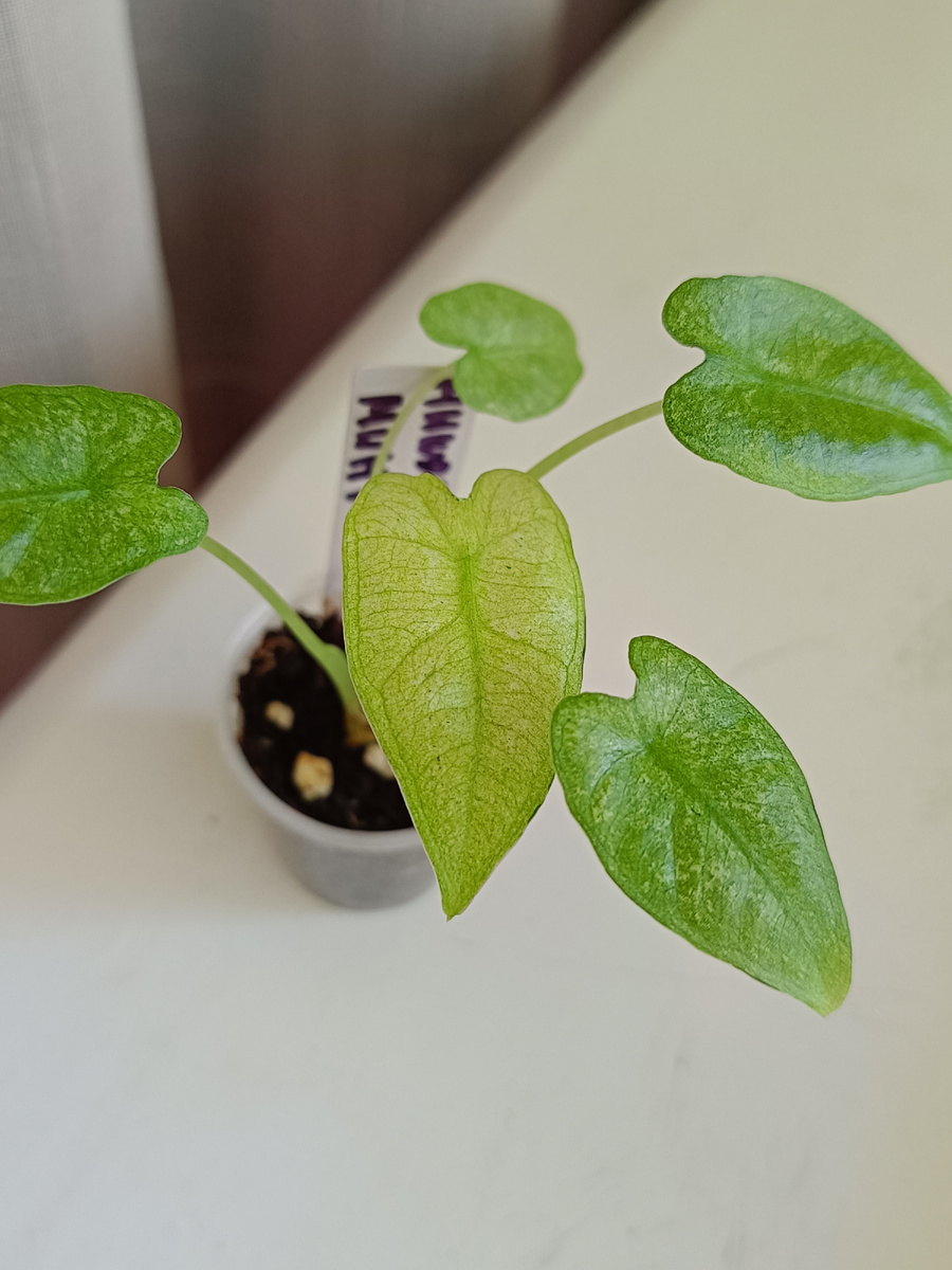 Алоказия Мишольца Минт