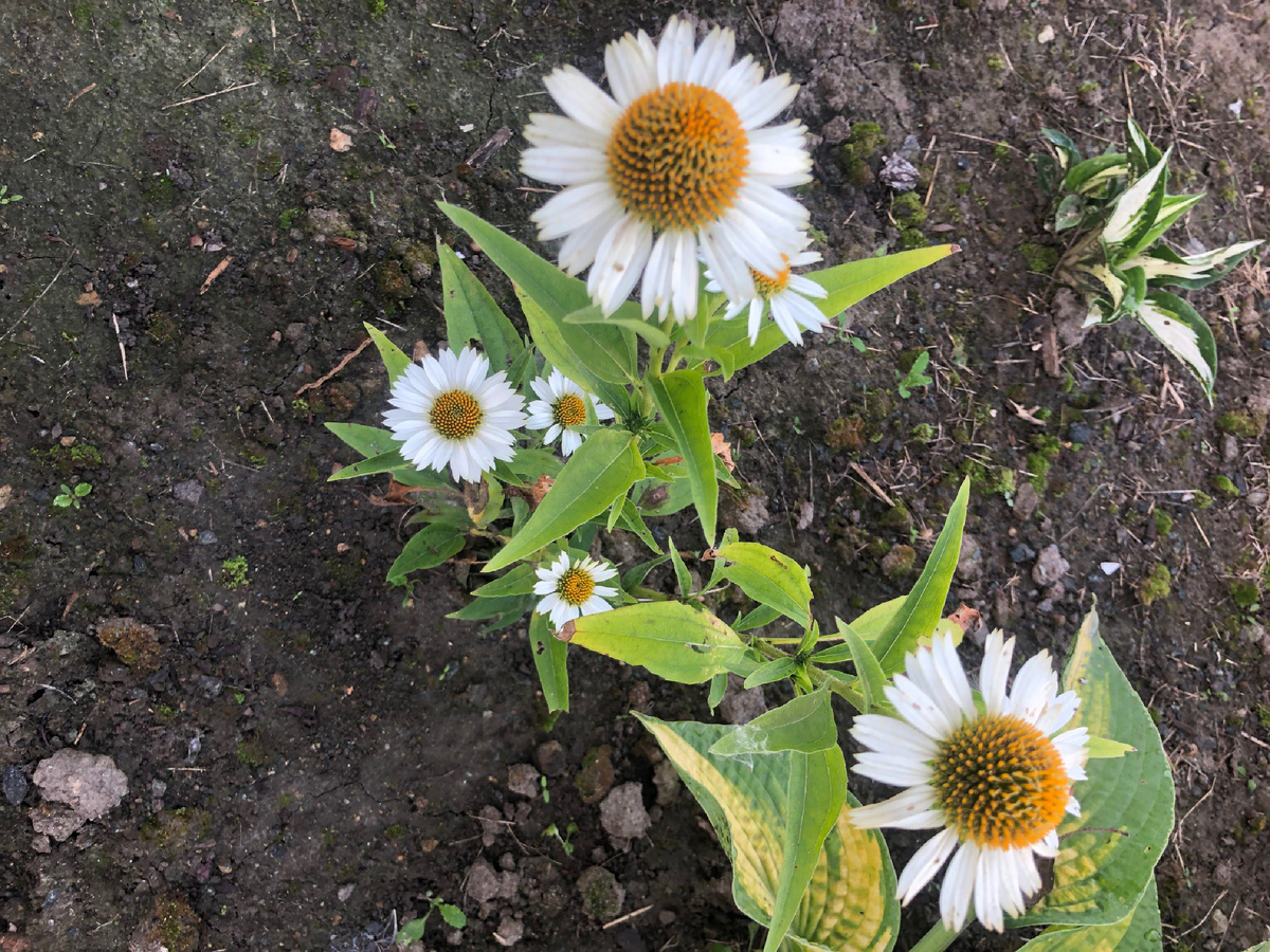 Типа, махровая эхинацея 