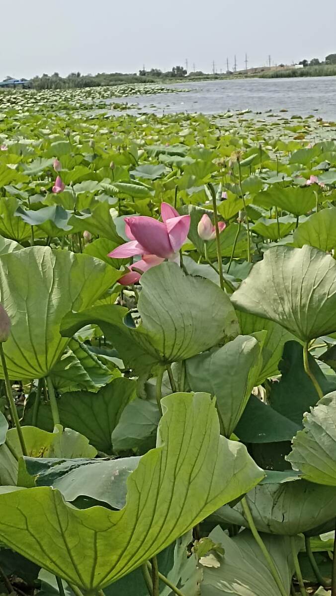 Поляна лотосов. 