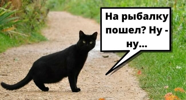 Хорошо, что кошка без пустых вёдер...