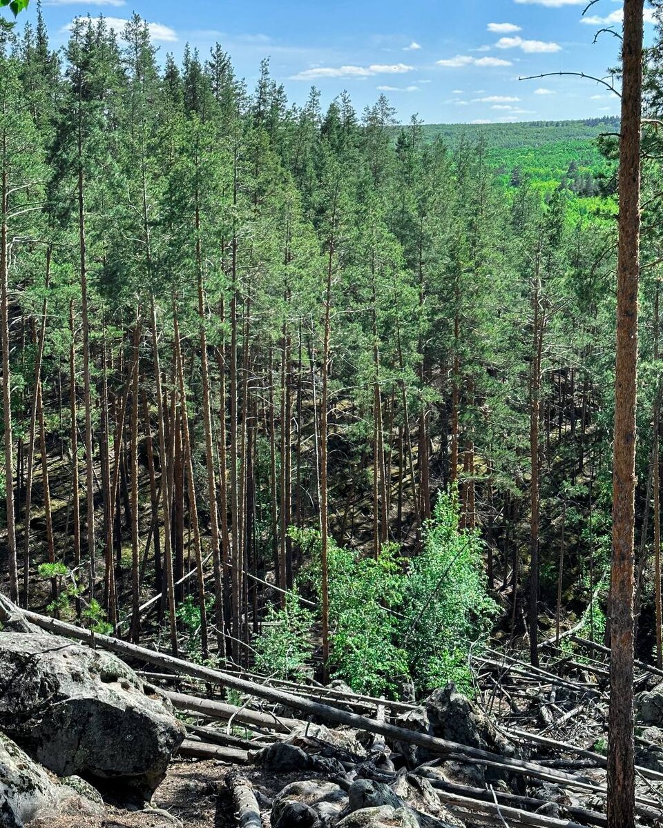 Яркие весенние краски в лесу