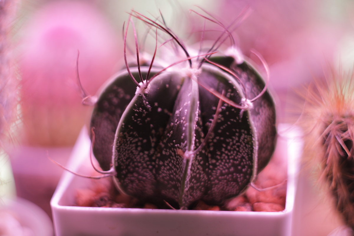 Астрофитум Capricorne