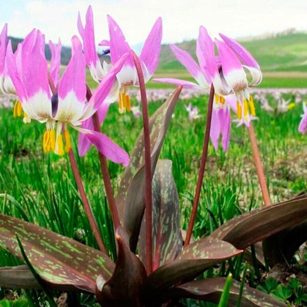 Фото из свободного доступа