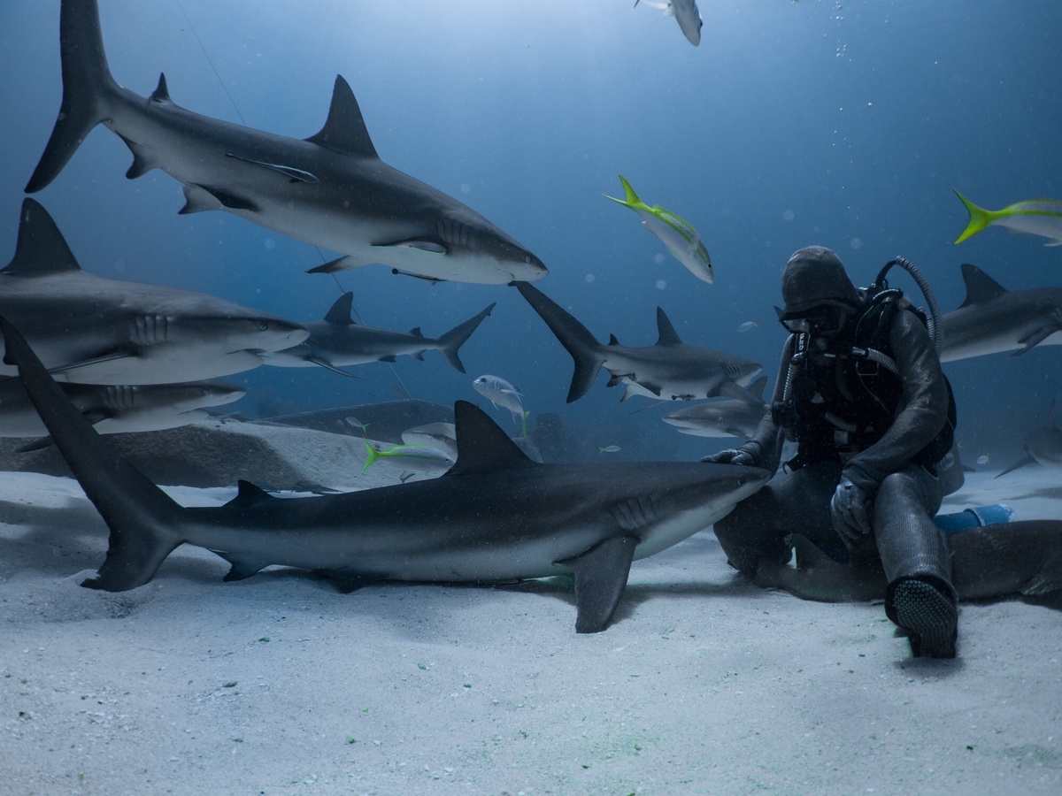 Дайвер в окружении акул.