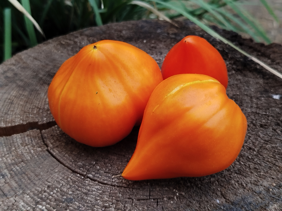 Плоды томата Лискин нос 