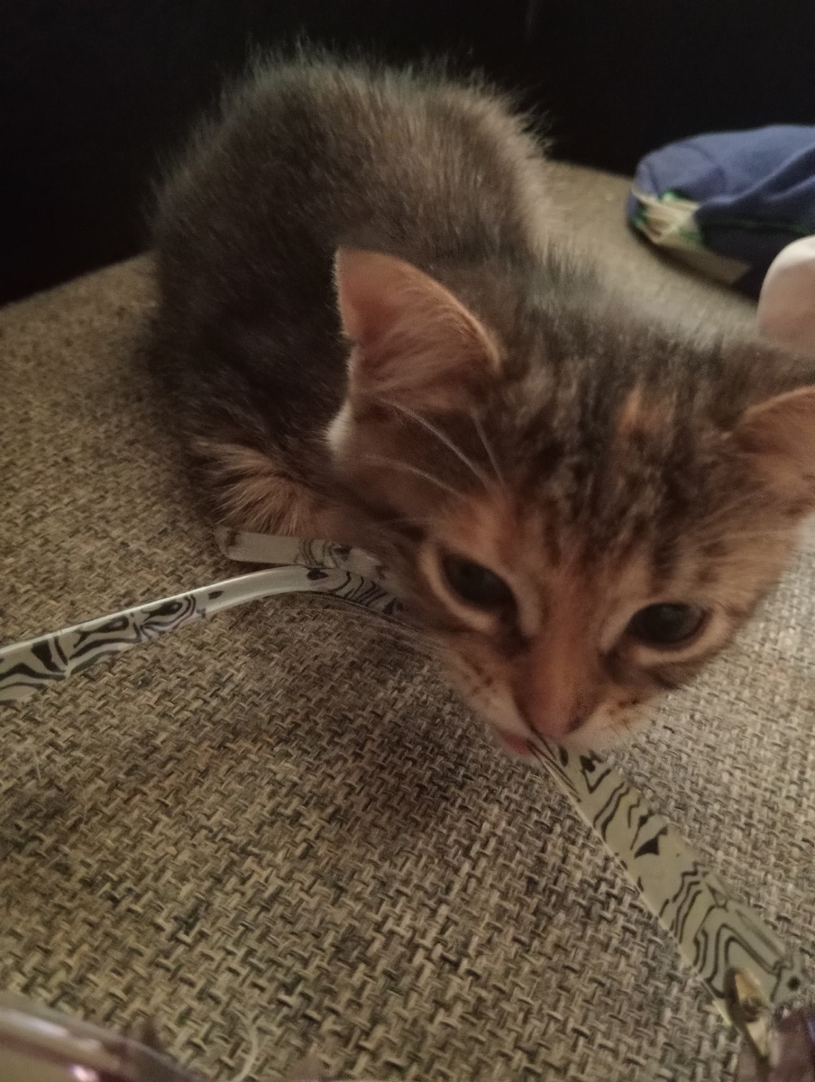 Шпрота и очки. Невкусные!