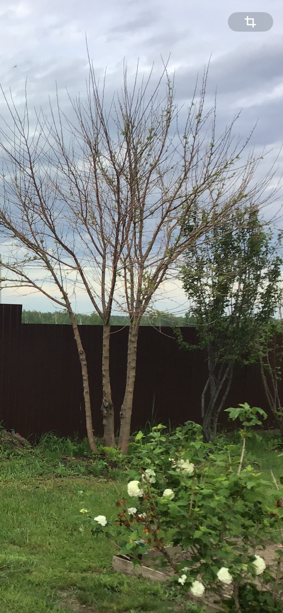 Вторая половина мая. Голая шелковица на фоне цветущих кустарников. 