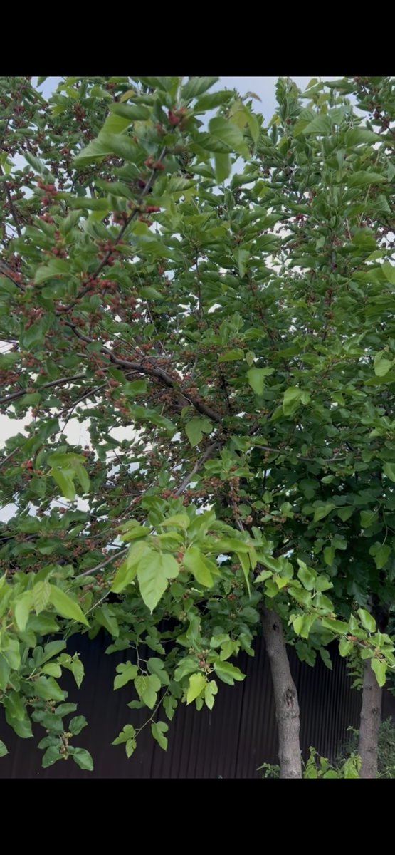 Созревает урожай шелковицы в июле. Фото Мой второй сад