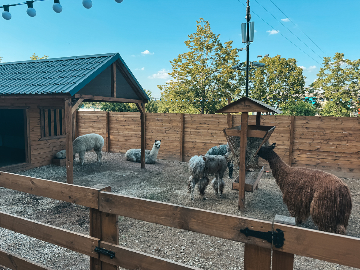 Альпаки на Воробьевых горах