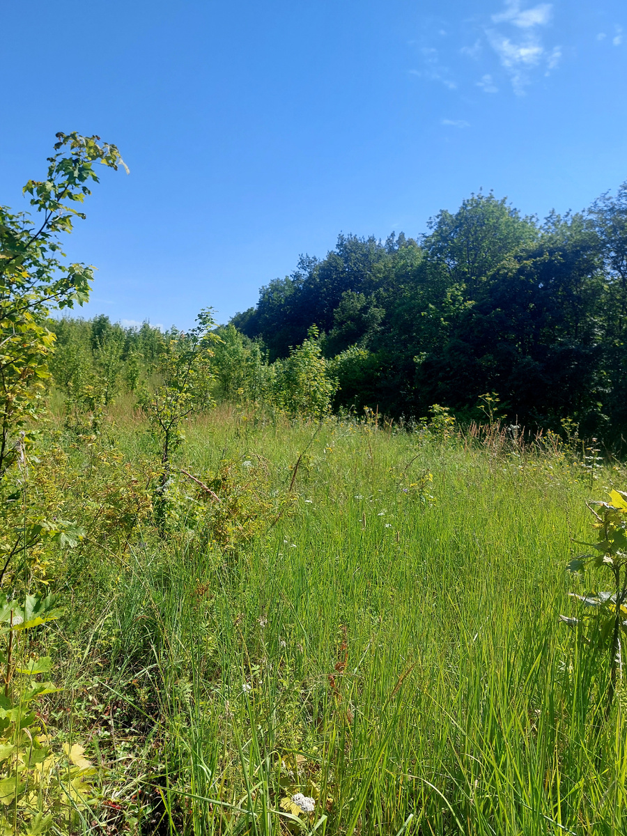 вот она "долгая" поляна