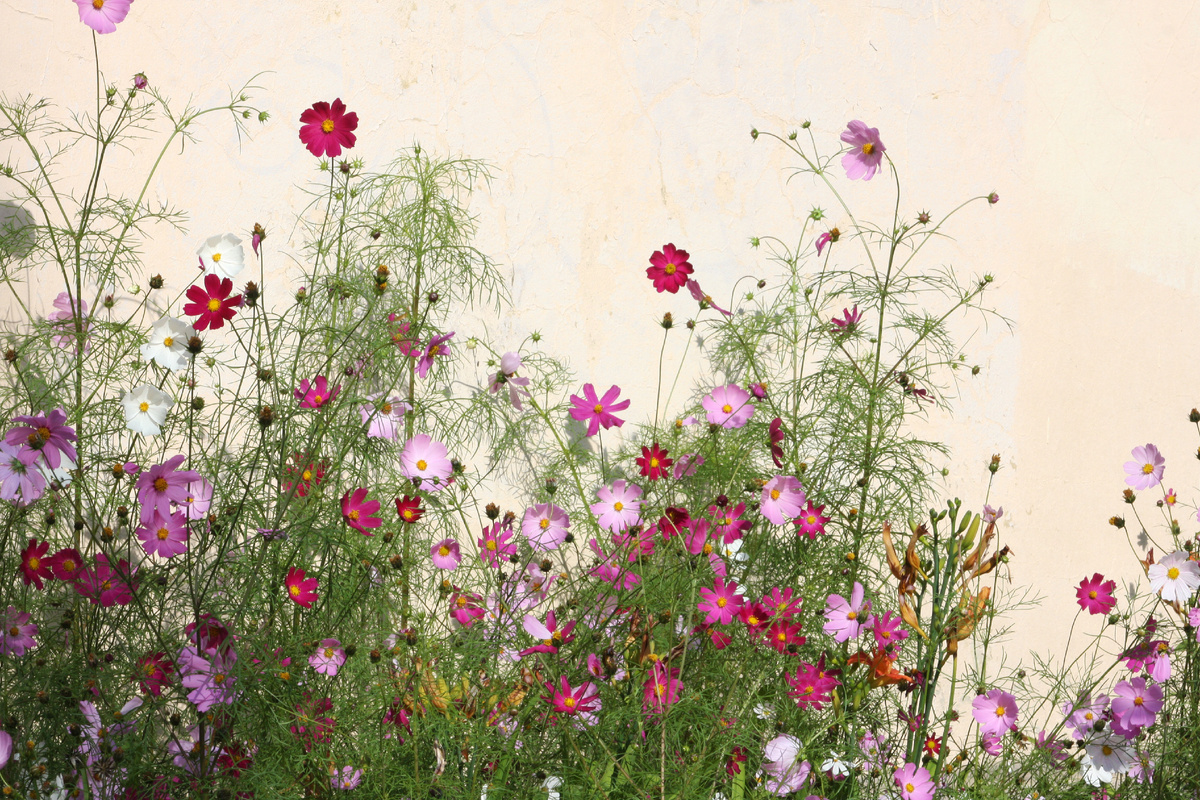 Это космеи, цветы под названием космос.