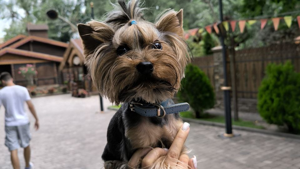 Йоркширский терьер Зевс открывает для себя чудеса парка «Лога»