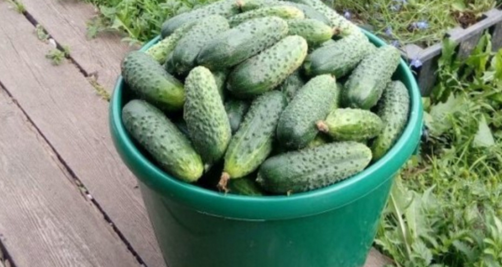 От одной тской подкормки через 2 дня собрали 10 ведер огурцов