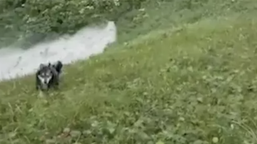    Кадр видео очевидца