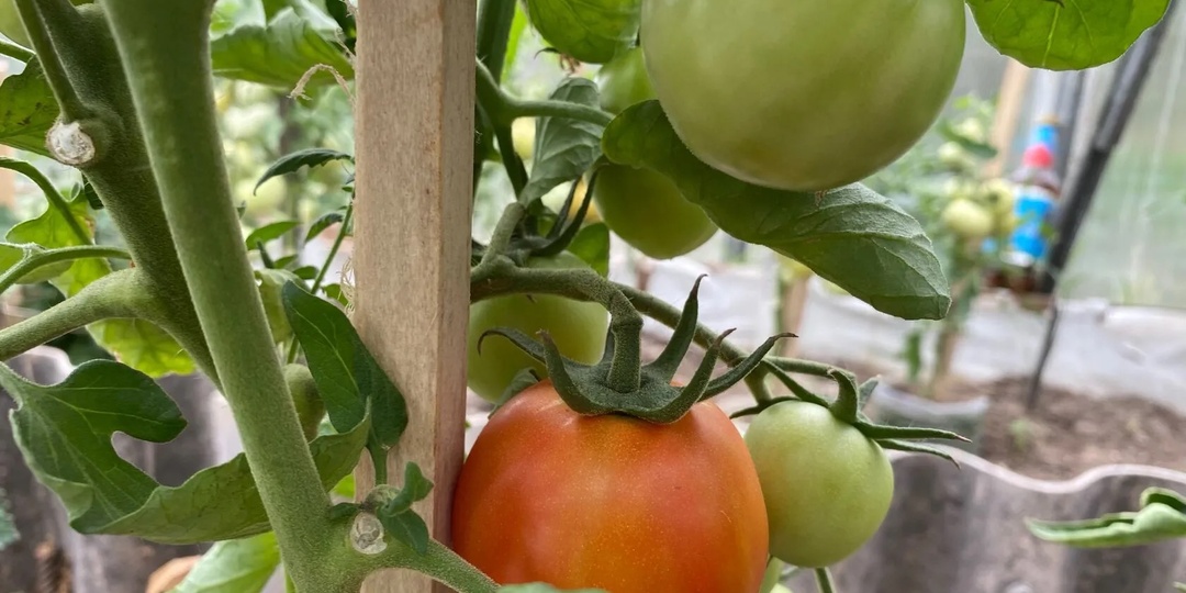 Вот что мешает томатам созревать на кустах, и вот что ускоряет созревание. 3 ошибки, которые допускают почти все огородники