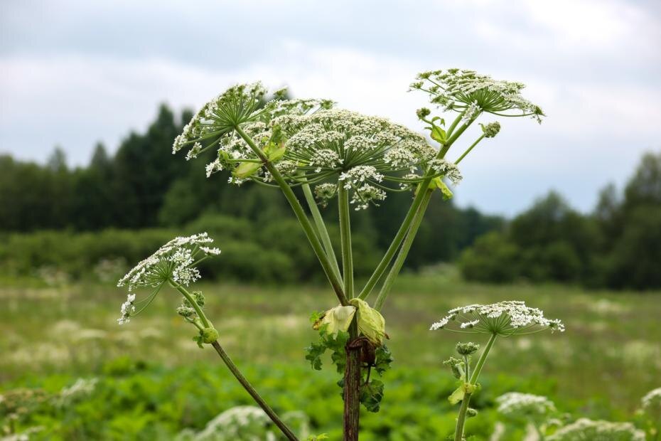    Elena Mayorova/Global Look Press