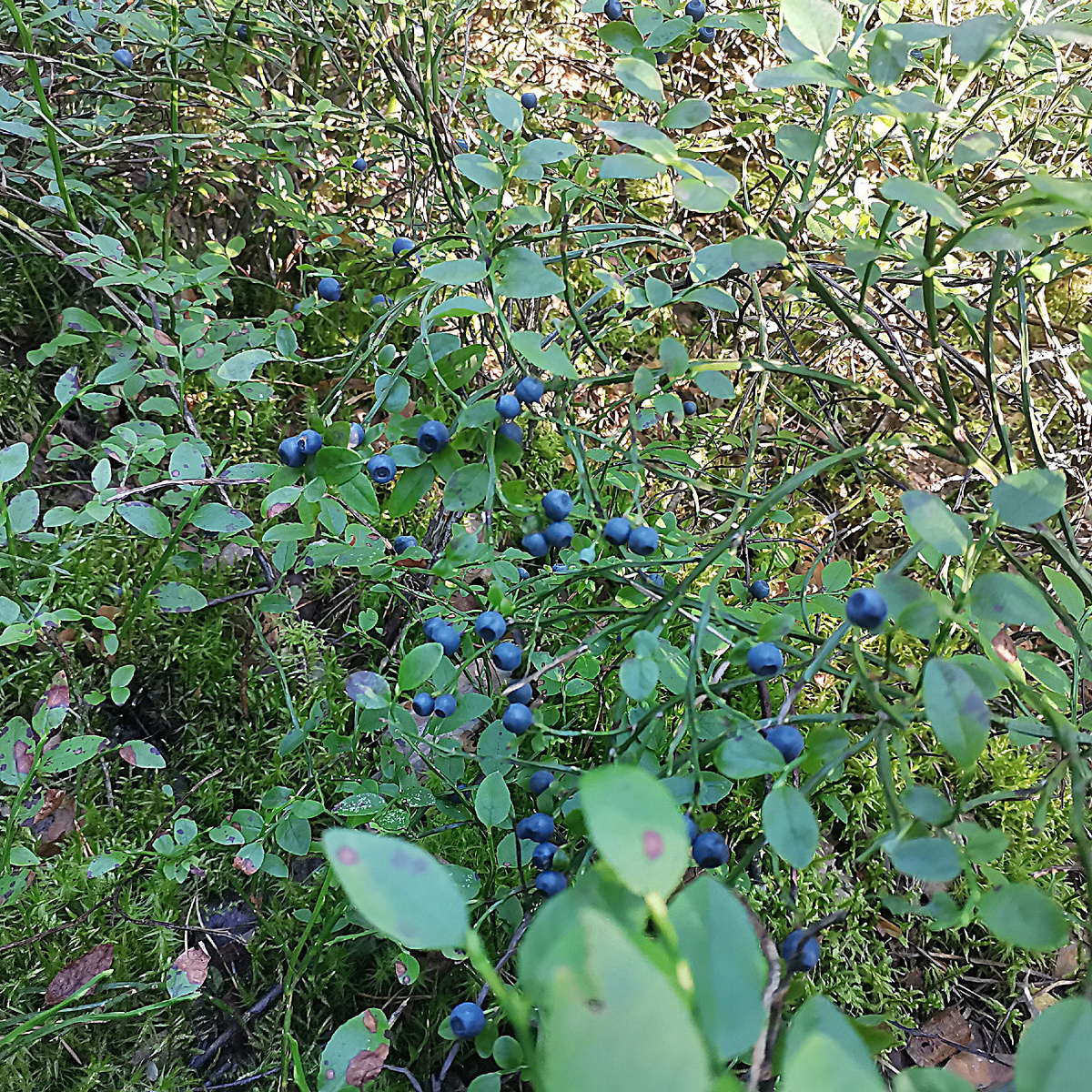 Vaccínium myrtíllus