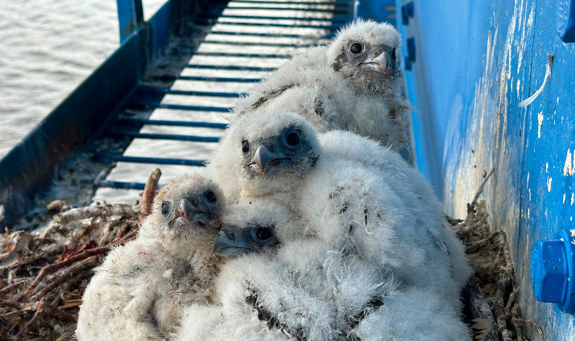 Птенцы кречета. Фото: Александр Соколов, заведующий Лаборатории динамики арктических экосистем Института экологии растений и животных УрО РАН