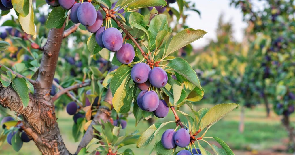 Почему слива не радует урожаем: неочевидные причины и реальные решения!