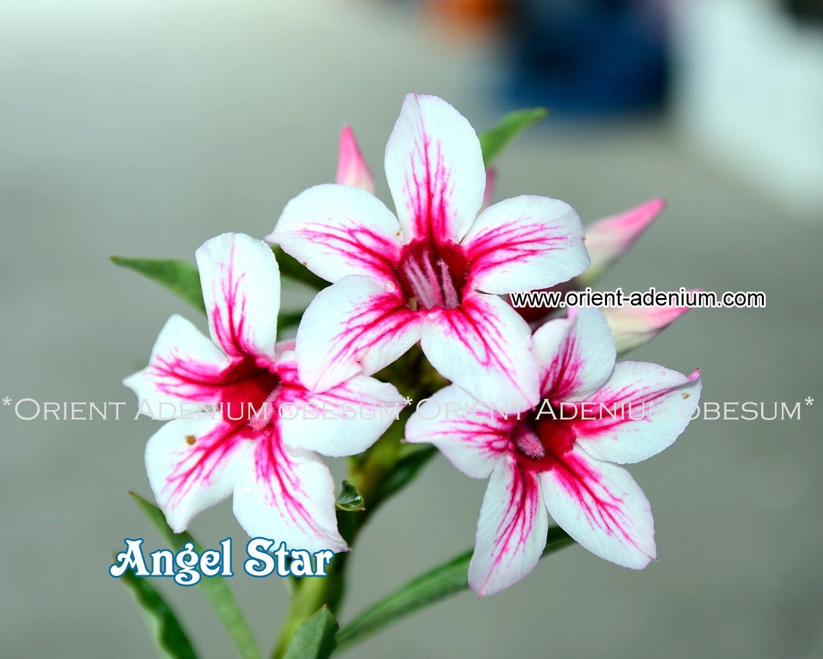 Angel Star фото из питомника