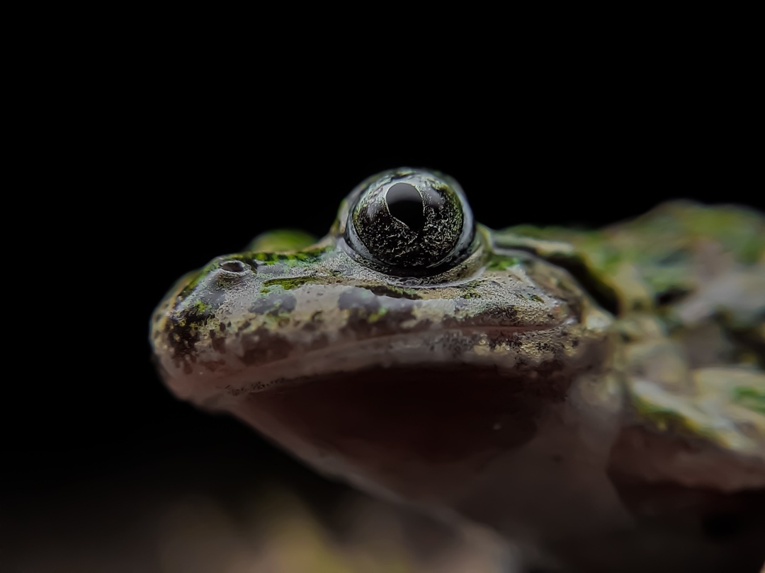 Фото1. Иберийская крестовка, Pelodytes ibericus (José Pérez; https://www.inaturalist.org)