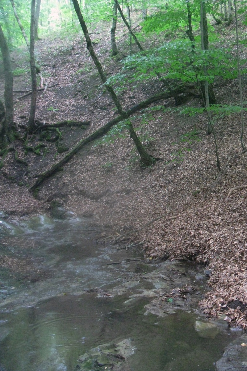 Фото 2. Типичное местообитание кавказской крестовки, Pelodytes caucasicus в Причерноморье (фото автора)