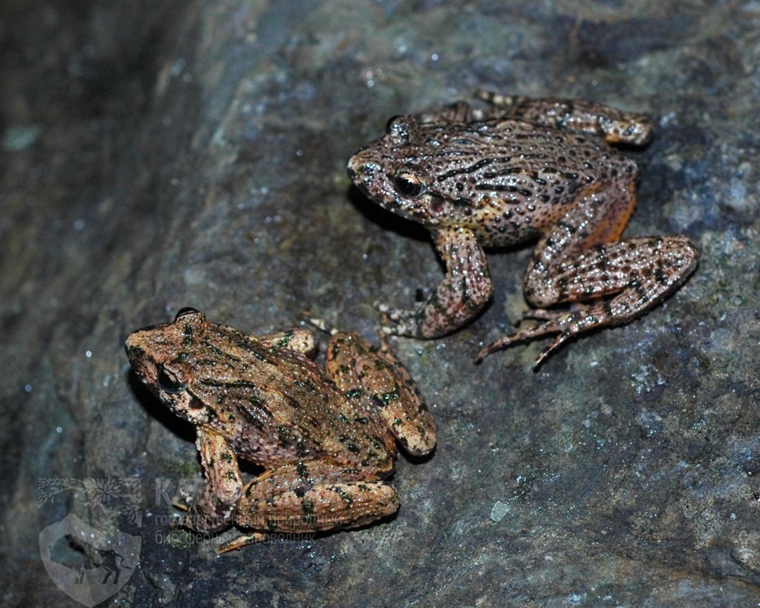 Рис. 2. Кавказская крестовка, вид сверху (https://www.kavkazzapoved.ru).