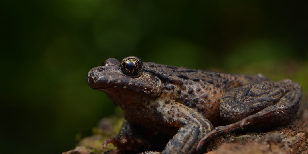 Что вы знаете о крестовках? Часть 1