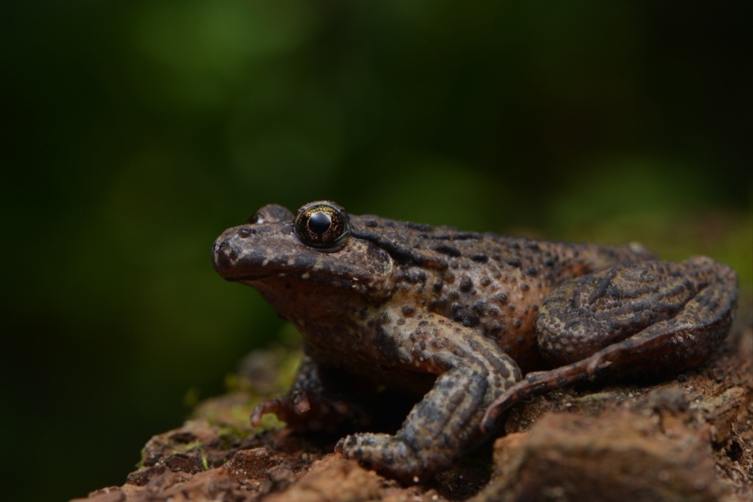 Рис. 1. Кавказская крестовка, Pelodytes caucasicus (© Gert Jan Verspui; https://www.inaturalist.org)