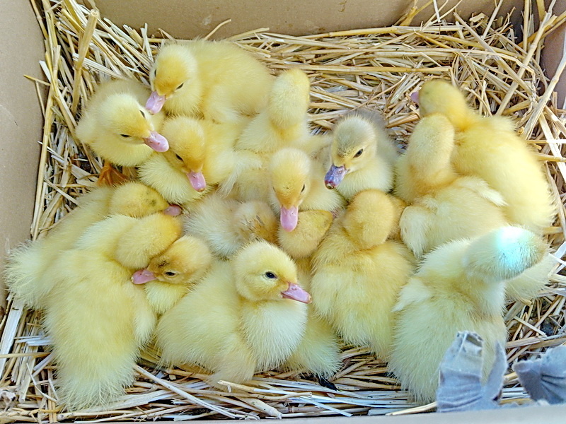 Вот они, мои толстики - индоутята тяжёлой линии разведения. Совсем крохи)))