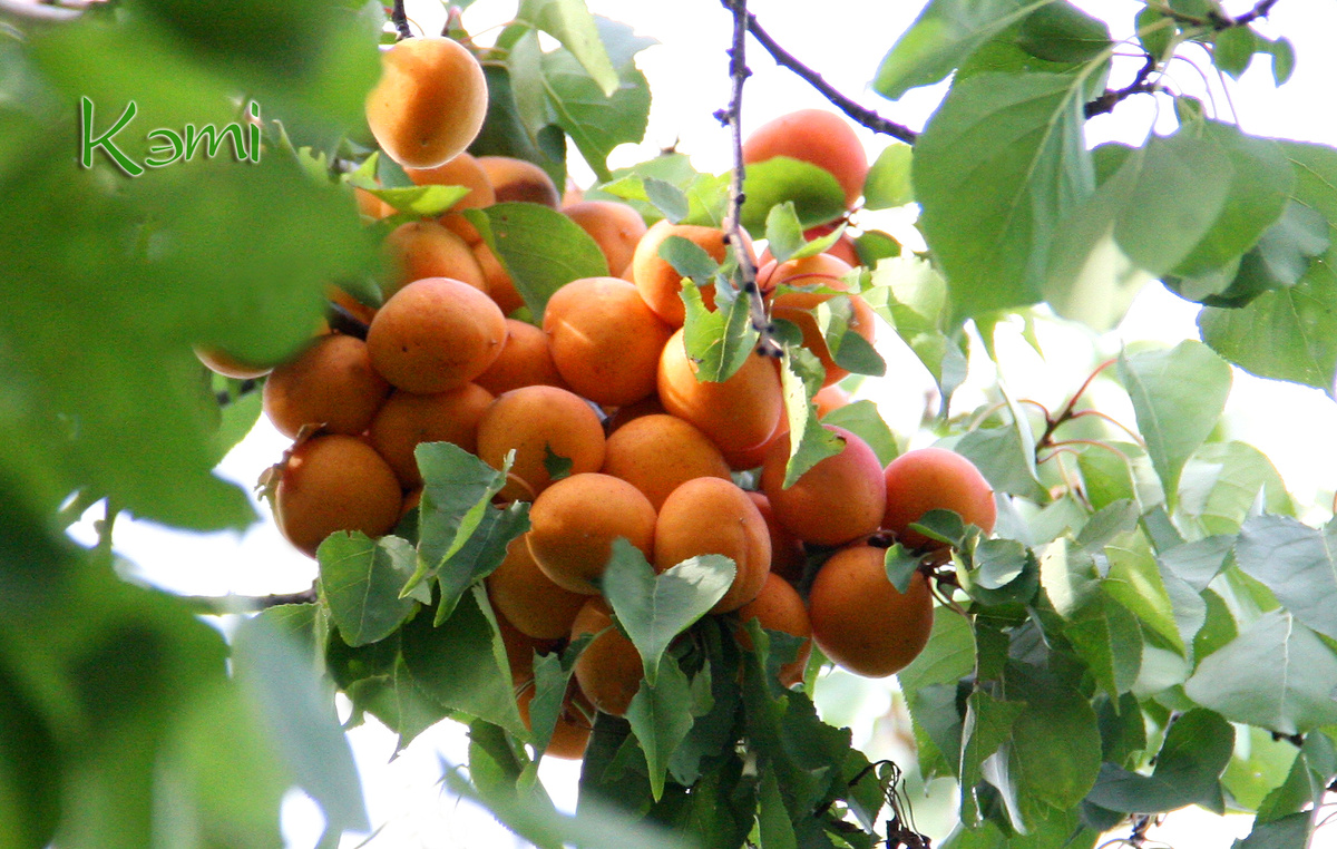 "Рой" из абрикосов. 25 июля 2025 г.