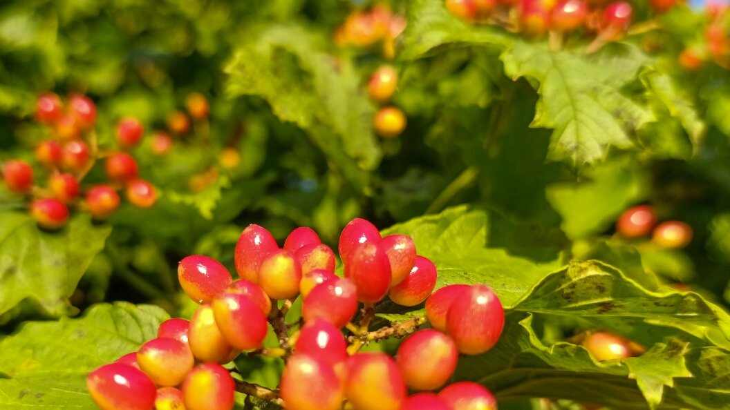    Фото: Svetlana Vozmilova/Globallookpress