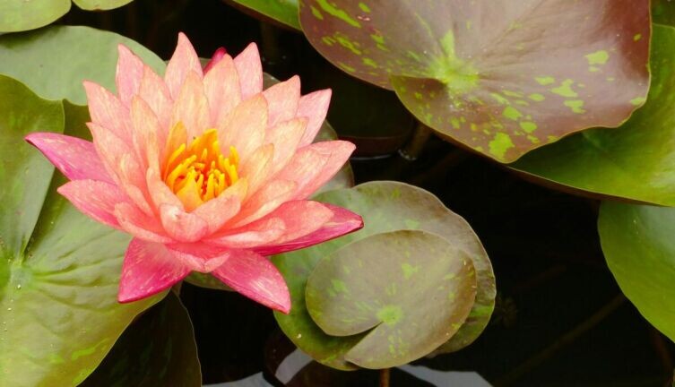     Фото: Allen Perper on Unsplash