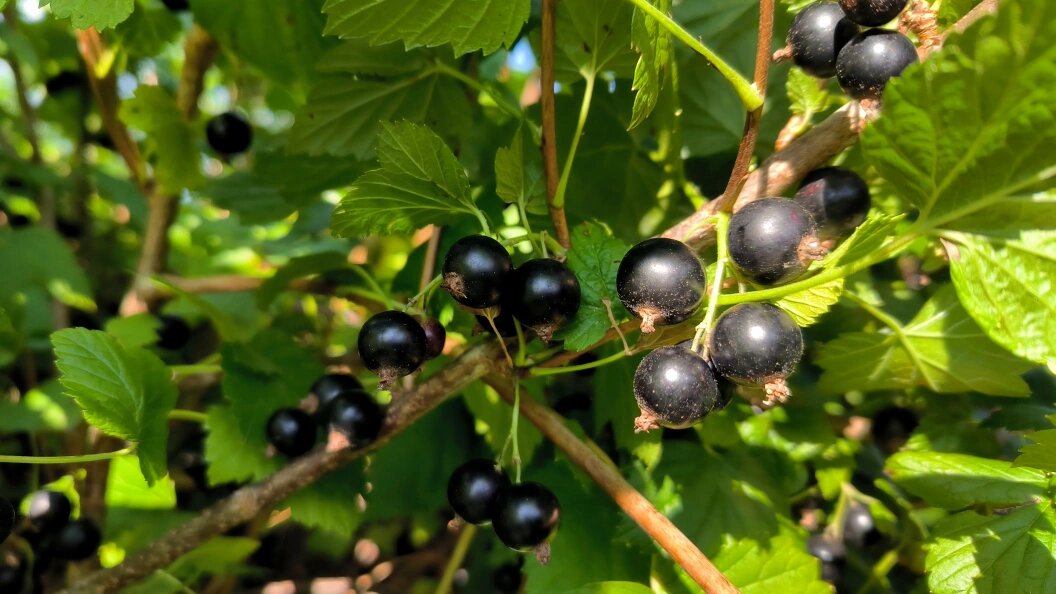    Фото: Maksim Konstantinov/Globallookpress