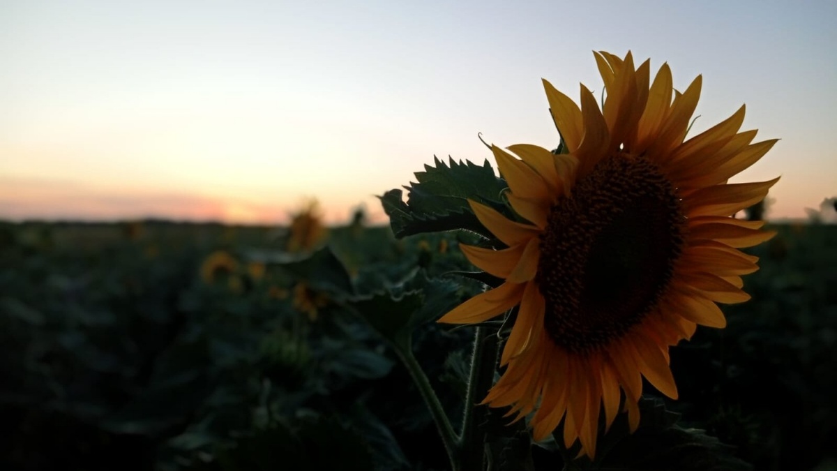    Панков: Володин многое делает для развития саратовских селНовости Саратова и области – Сетевое издание «Репортер64»