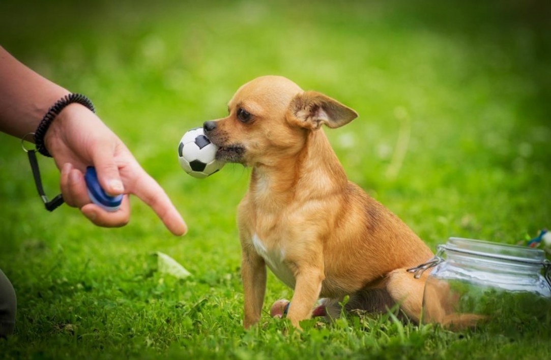Сегодня разберёмся, почему собака может вас игнорировать, даже если вы вроде бы всё делаете правильно.
