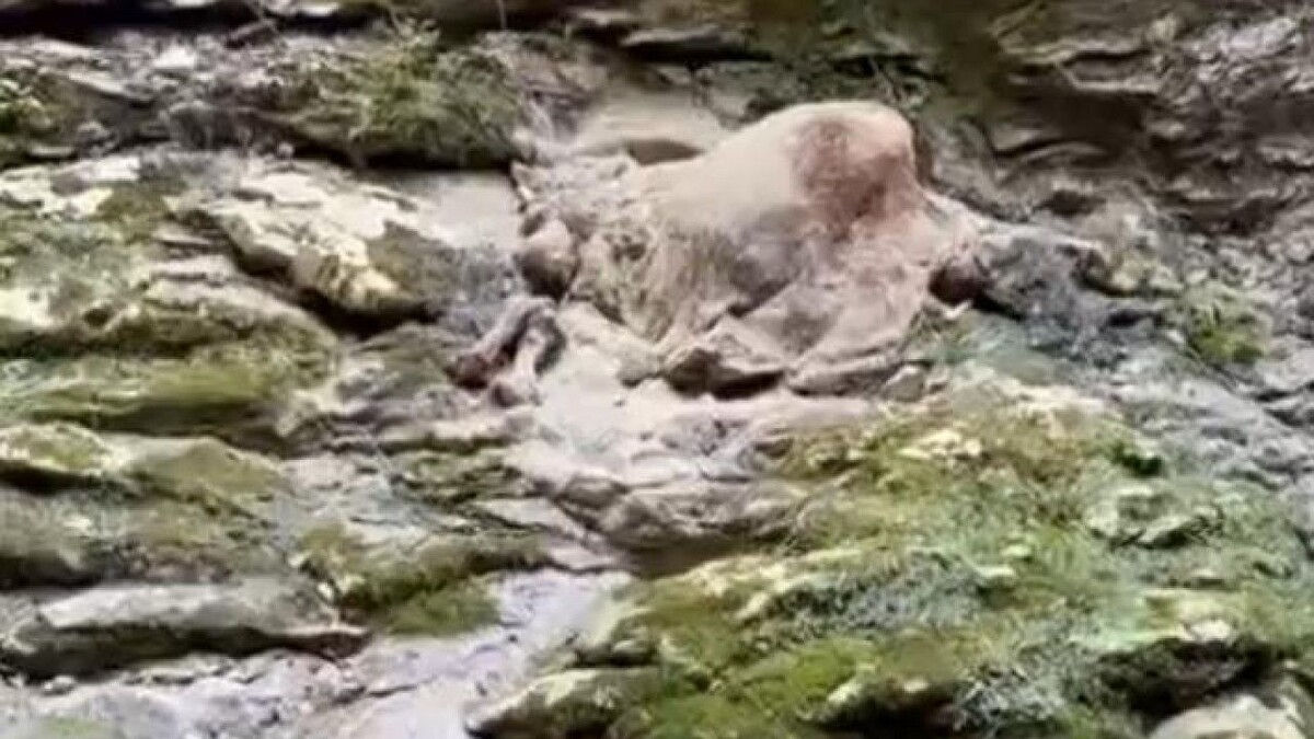    Фото: t.me/sochigeograf