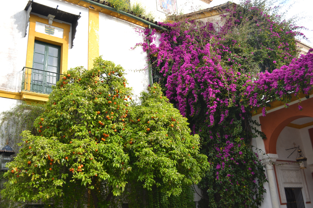 Все фото в публикации: Испания, Севилья, Дом Пилата. Фото автора 