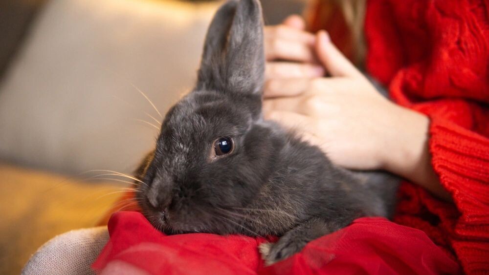    Фото: Anna Markina/Shutterstock/Fotodom