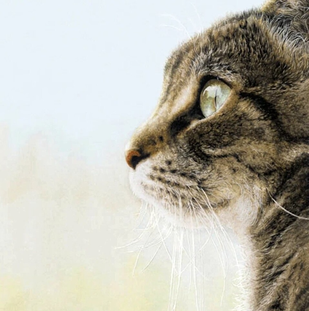 Взгляд. Художница Сью Эллен Росс