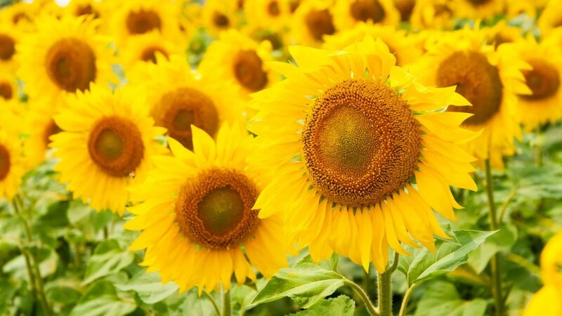     Поля. Алтайский край. Сельское хозяйство. Урожай. Подсолнухи. Дмитрий Лямзин