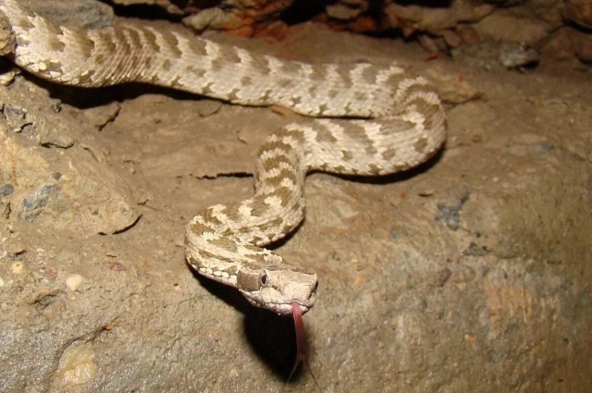    Врачи во Владивостоке три дня боролись за жизнь мужчины, укушенного змеёй