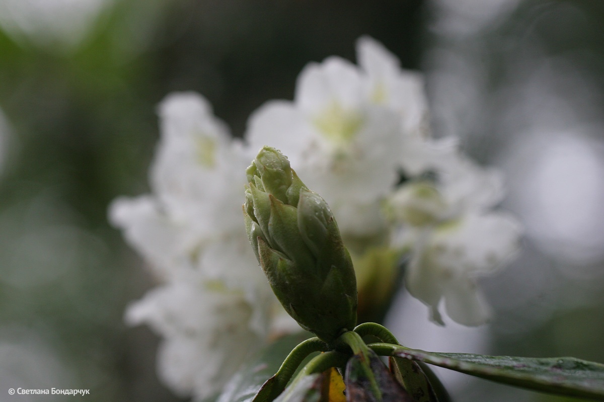 Маршрут "Кабаний". Рододендрон Фори. Фото Светлана Бондарчук, научный сотрудник Сихотэ-Алинского заповедника
