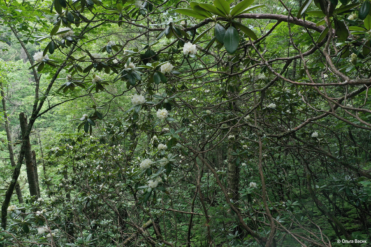 заросли Фори. фото Ольга Васик