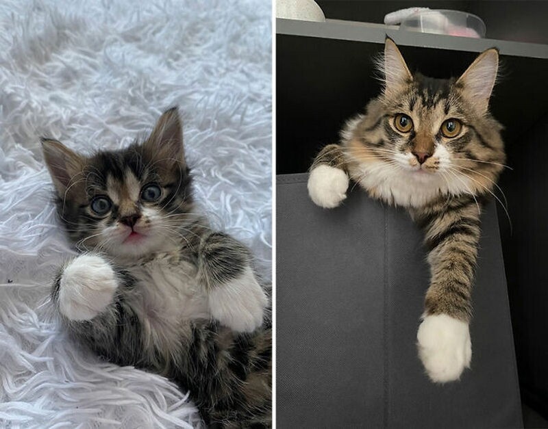    От крошечных комочков до хранителей дома: 15 фото о том, как быстро растут кошки