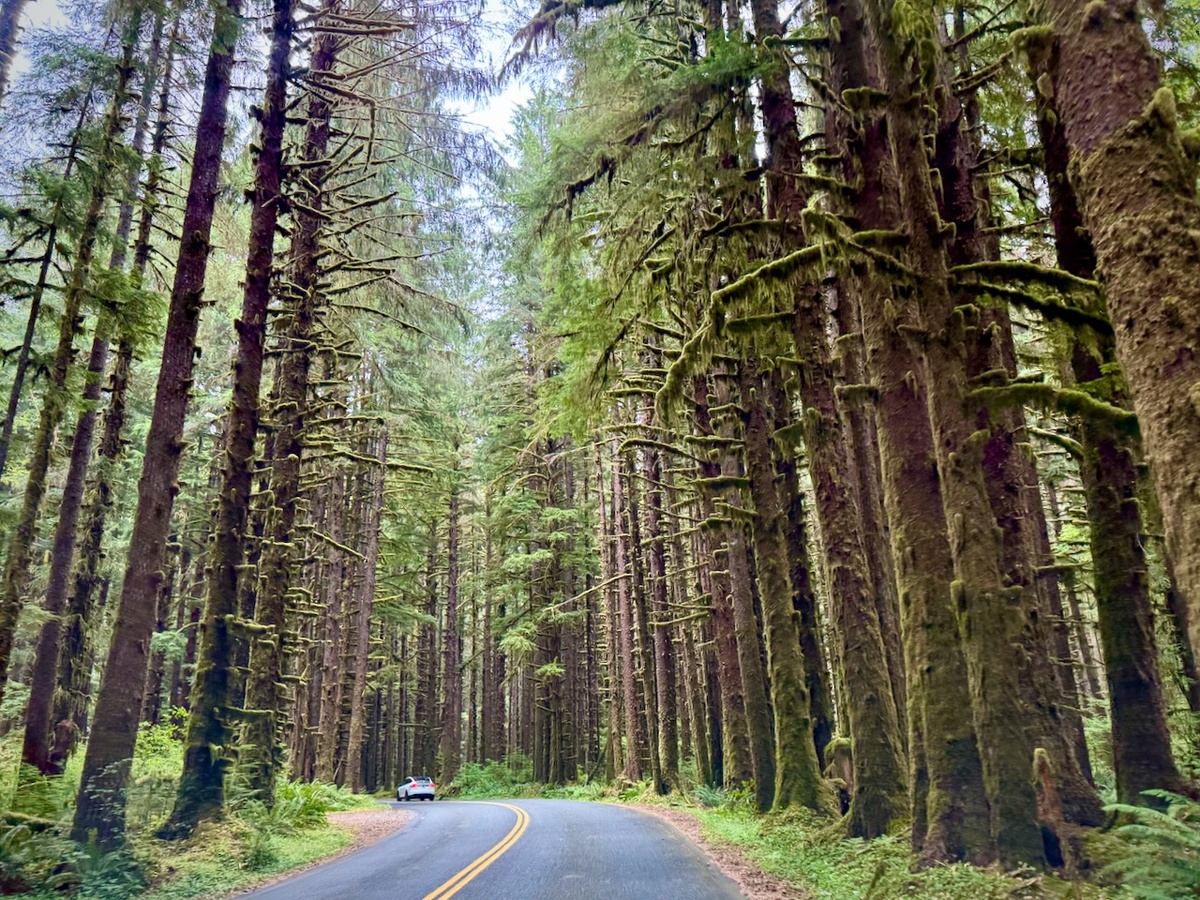 Сказочный лес...😍