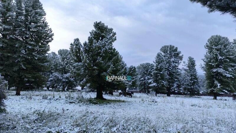     Снег Barnaul 22